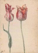 Two Tulips Georg Flegel